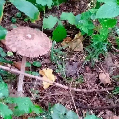 Oleandria- ,, Malinka